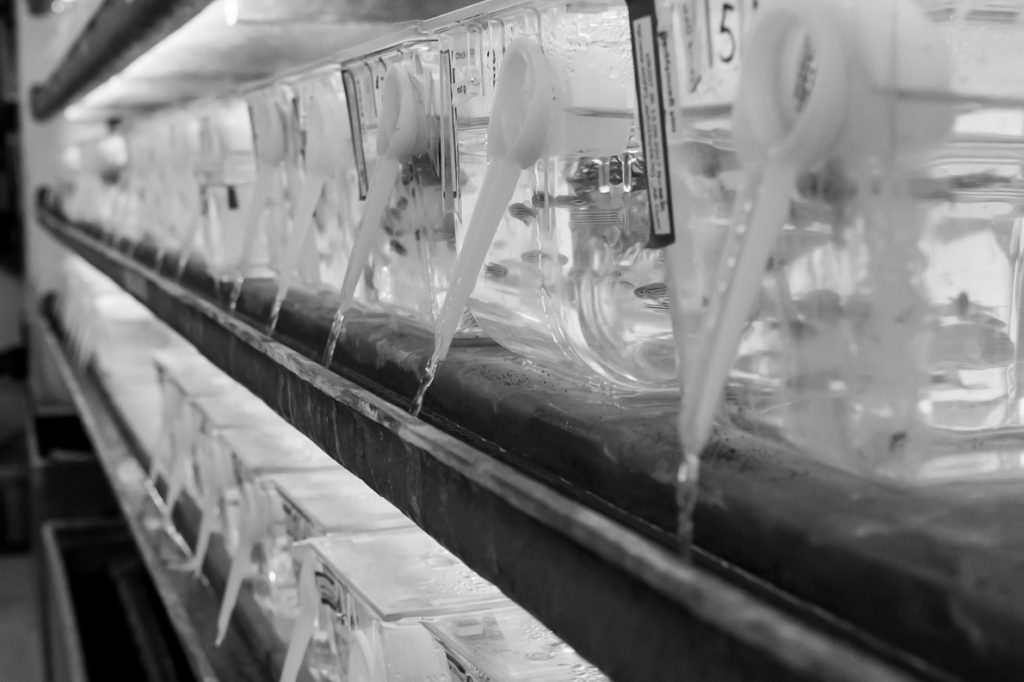 Zebrafish tanks